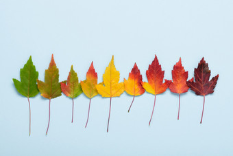 秋天叶行梯度从绿色黑暗红色的蓝色的柔和的背景前视图