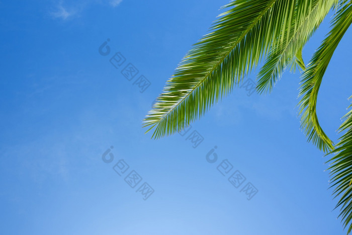新鲜的郁郁葱葱的绿色叶棕榈树在蓝色的天空背景博德作文与复制空间