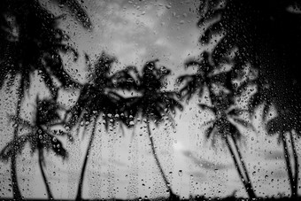 雨季节季风热带岛海滩水滴的玻璃和棕榈树轮廓