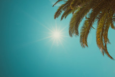 棕榈树皇冠清晰的阳光明媚的夏天一天古董颜色程式化的与复制空间