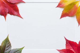 色彩斑斓的梯度秋天树叶的角落白色空白纸框架白色背景与复制空间