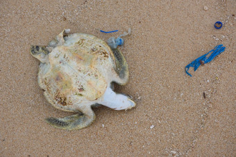 死乌龟与海洋塑料垃圾的海滩