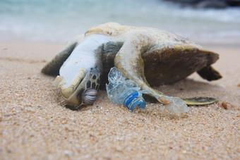 死乌龟和塑料瓶垃圾从海洋的海滩