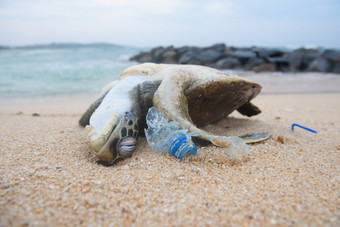死乌龟在塑料垃圾从海洋的海滩