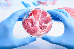整个肉样本实验室佩特里菜培养实验室种植肉肉检查概念