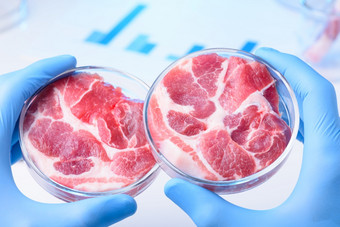 两个肉样品实验室佩特里菜实验室肉测试概念