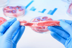 新鲜的红色的肉样本科学家手实验室