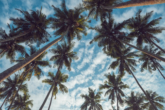 椰子棕榈树热带海滩古董怀旧电影颜色过滤后的