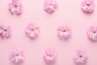 可爱的简约樱花花模式粉红色的柔和的背景平躺前视图