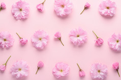 可爱的樱花花模式柔和的粉红色的背景花模式与味蕾平躺前视图