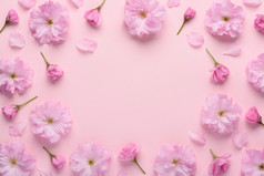 花模式盛开的樱花花与味蕾和花瓣粉红色的柔和的背景花模式框架作文与复制空间