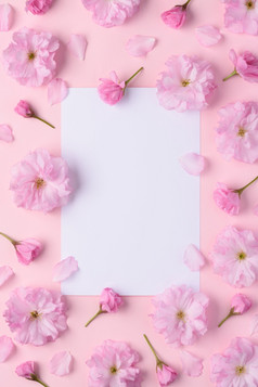盛开的樱花花模式与空白白色的地方为文本平躺前视图