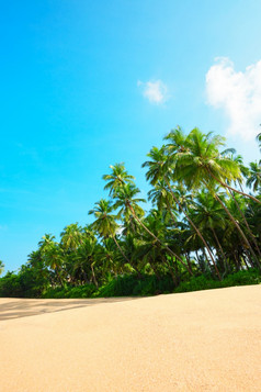 美丽的海滩热带岛与椰子棕榈树和清洁沙子清晰的阳光明媚的夏天一天