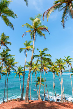 热带岛与棕榈树的海岸