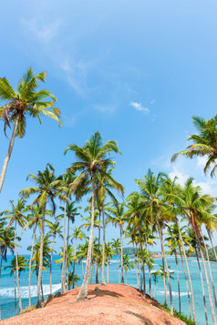 棕榈树热带岛海岸与蓝色的天空和清洁平静水
