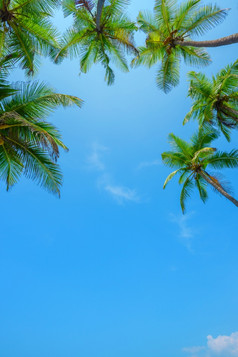 椰子热带棕榈树垂直边境与天空复制空间背景