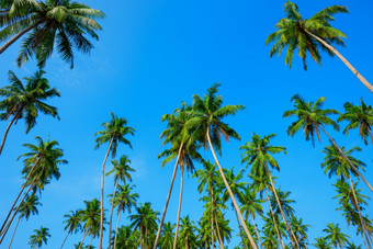 椰子棕榈丛林热带岛