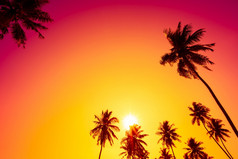 棕榈树热带日落与复制空间