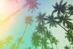 椰子棕榈树古董健美的棕榈树夏天海滩阳光明媚的一天复古的程式化的
