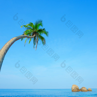 一个弯曲的棕榈树挂在的海热带海滩清洁阳光明媚的夏天一天