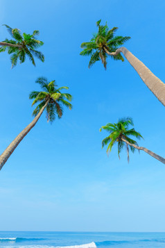 海滩棕榈树挂在的海洋水热带岛海岸