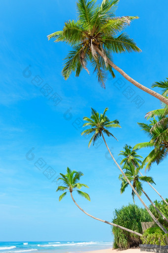 清洁桑迪海洋海滩热带度假胜地岛与椰子棕榈树和清晰的蓝色的天空