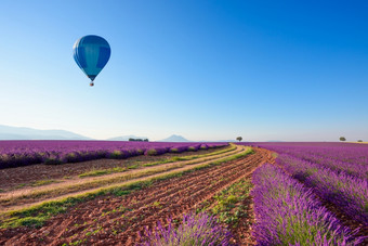 路薰衣草字段普罗旺斯南法国与热空气气球阳光明媚的夏天早....