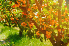杏树与成熟的杏子农场
