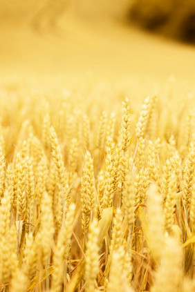 成熟的小麦场