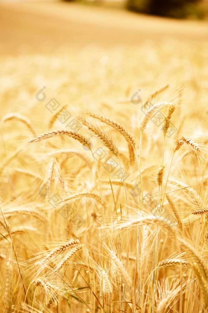大麦耳朵以上的成熟的大麦场