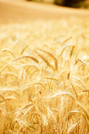 大麦<strong>耳朵</strong>以上的成熟的大麦场