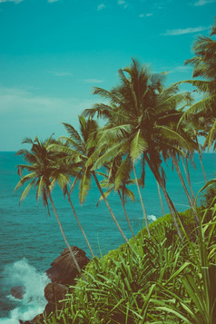 热带海岸与椰子棕榈树在的海洋古董颜色健美的