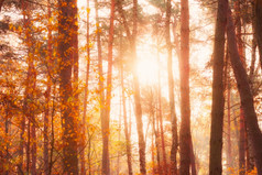 早....太阳闪亮的通过树和金树叶秋天森林