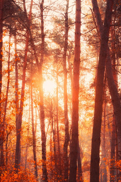 秋天森林有雾的温暖的秋天早....与太阳射线闪亮的通过分支机构和树