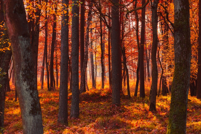 秋天森林有雾的温暖的秋天早光图片