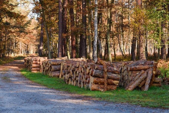 日志记录堆放松木日志卡住了的秋天森林树树干减少和堆放柴火为冬天