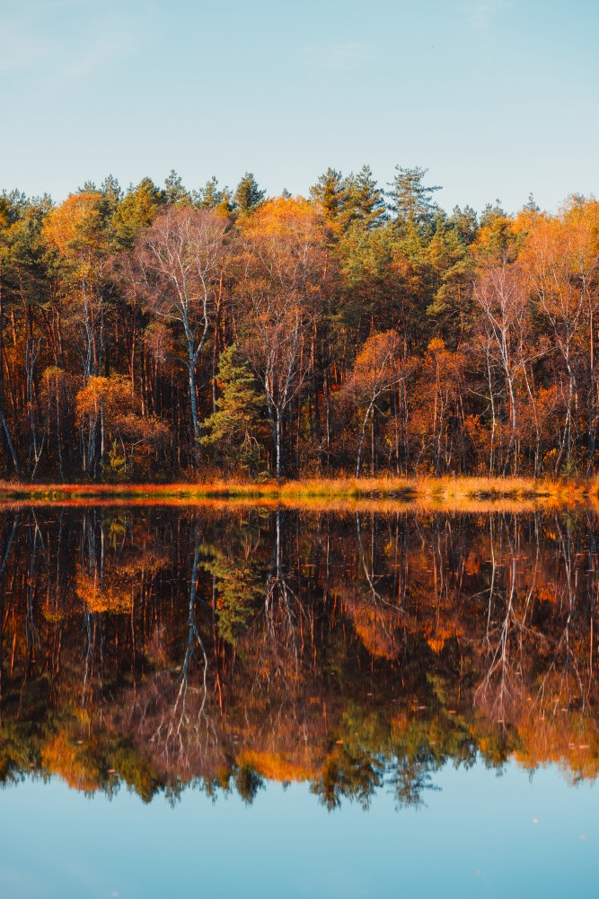 森林秋天湖秋天树和色彩斑斓的金树叶反射仍然水