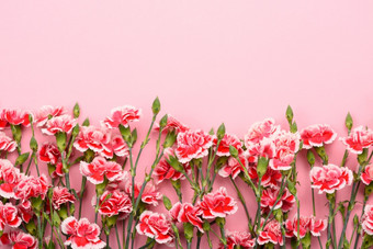 边境康乃馨花柔和的粉红色的背景