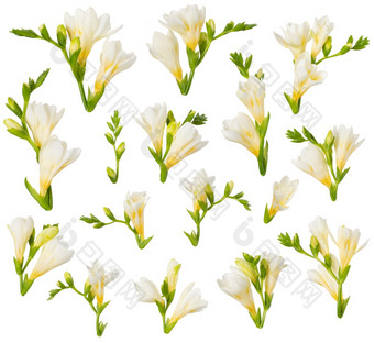 小苍兰花和味蕾设计元素孤立的白色背景<strong>盛开</strong>的白色和黄色的小苍兰减少出为花邀请卡设计
