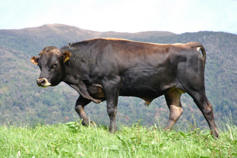 泽西岛牛牧场韦斯特兰新新西兰