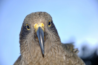 肖像新新西兰高山鹦鹉的Kea长者公证