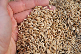 黑小麦粮食种子准备好了为播种新新西兰