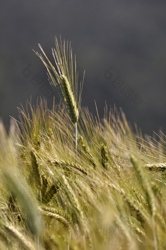 黑小麦种植为乳制品农场青贮饲料作物韦斯特兰新新西兰