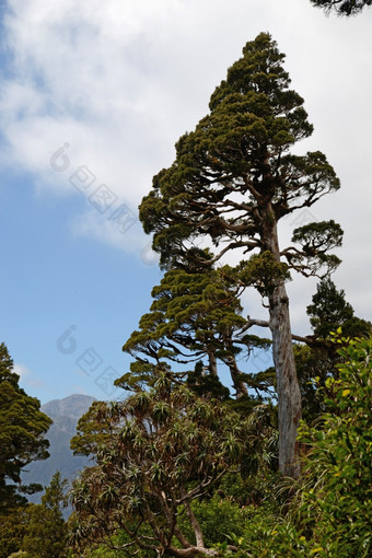新新西兰雪松占主导地位补丁高山本地的森林韦斯特兰利博塞德鲁斯比德威利是不同的被称为豪特亚海川卡新新西兰雪松