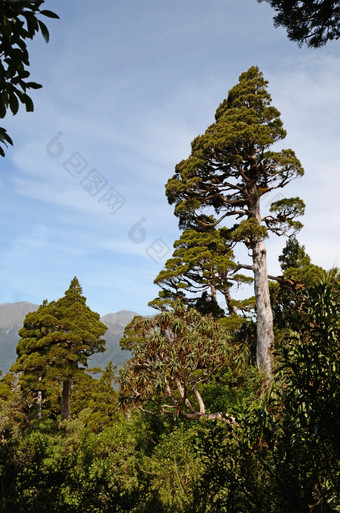 新新西兰雪松占主导地位补丁高山本地的森林韦斯特兰利博塞德鲁斯比德威利是不同的被称为豪特亚海川卡新新西兰雪松