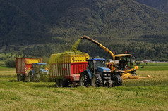 农民收获作物黑小麦为青贮饲料西海岸乳制品农场南岛新新西兰