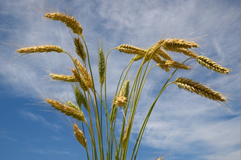 背景捆黑<strong>小麦</strong>对夏天天空黑<strong>小麦</strong>混合动力<strong>小麦小麦</strong>属植物而且黑麦Secale通常种植为股票饲料