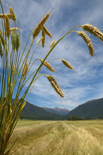 捆黑小麦俯瞰收获围场黑小麦混合动力小麦小麦属植物而且黑麦Secale通常种植为股票饲料