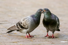 两个鸽子接吻国际米兰锁定他们的喙