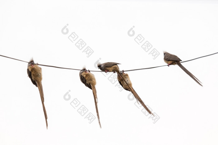 四个美丽的长跟踪斑点Mousebird挂上行下来电权力电缆